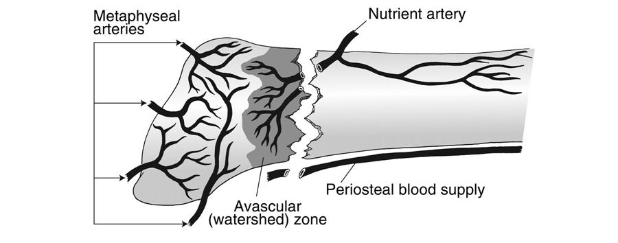 Diagram showing good supply to the 5th metatarsal