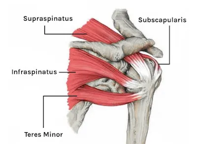 Diagram of the Rotator Cuff Muscles